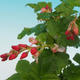 Outdoor bonsai - Porzeczka - Ribes sanguneum VB2020-786 - 2/2