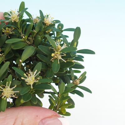 Pokój bonsai - Buxus harlandii - korek buxus - 2