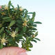 Pokój bonsai - Buxus harlandii - korek buxus - 2/5