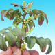Pokojowe pistacje bonsai - 2/3