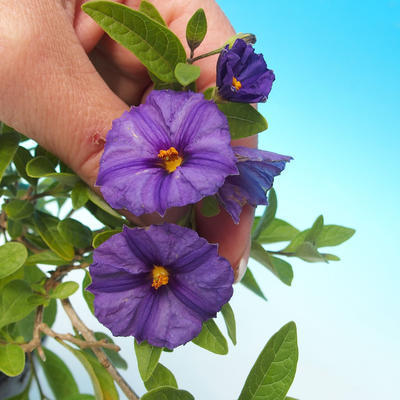 Kryty bonsai - goryczka-Solanum rantonnetii - 2