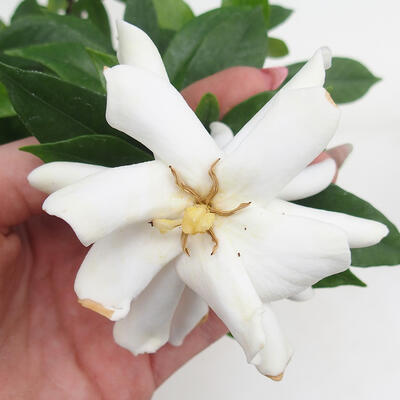 Pokój bonsai - Gardenia jasminoides-Gardenie - 2
