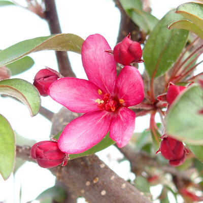 Outdoor bonsai - Malus halliana - Jabłoń drobnoowocowa - 2