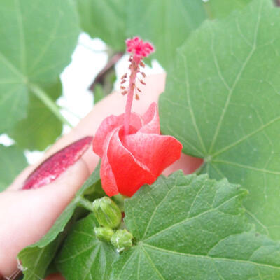 Bonsai do wnętrz - Malvaviscus arboreus - drzewiasty hibiskus - 2