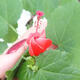 Bonsai do wnętrz - Malvaviscus arboreus - drzewiasty hibiskus - 2/4