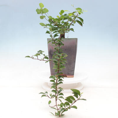 Kryty bonsai - Grewia occidentalis - Lawendowa gwiazda - 2