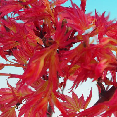 Outdoor Bonsai - Acer palmatum Beni Tsucasa - klon japoński - 2