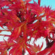 Outdoor Bonsai - Acer palmatum Beni Tsucasa - klon japoński - 2/4