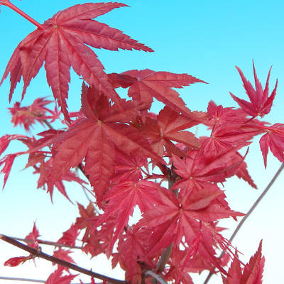 Bonsai outdoor - Maple palmatum DESHOJO - Maple palmate - 2