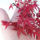 Outdoor bonsai - dlanitolistý klon - Acer palmatum DESHOJO - 2/2