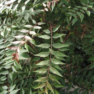 Kryty bonsai - Pistacje - 2