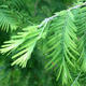 Outdoor bonsai - Metasequoia glyptostroboides - Chinese Metasequoia - 2/2