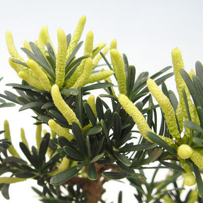 Kryty bonsai - Podocarpus - Kamienny tys - 2
