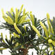 Kryty bonsai - Podocarpus - Kamienny tys - 2/5