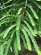 Outdoor bonsai - łysy cyprys - 2/4