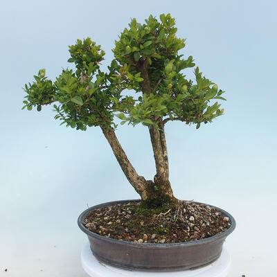 Bonsai ogrodowe - Buxus microphylla - bukszpan - 3