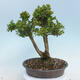 Bonsai ogrodowe - Buxus microphylla - bukszpan - 3/5