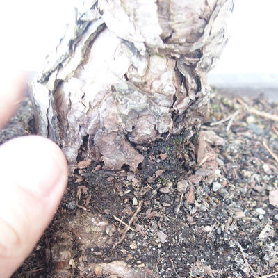 Pinus parviflora - Sosna drobnokwiatowa VB2020-130 - 3