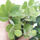 Kryty bonsai - Metrosideros excelsa PB220502 - 3/3