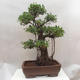 Pokój bonsai - Ficus retusa - mały ficus - 3/4