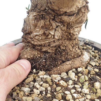 Kryty bonsai - Olea europaea sylvestris -Oliva Europejski mały liść PB220625 - 3