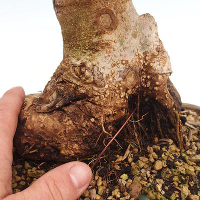 Kryty bonsai - Olea europaea sylvestris -Oliva Europejski mały liść PB220628 - 3