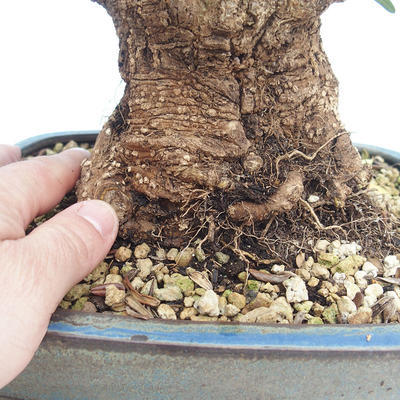 Kryty bonsai - Olea europaea sylvestris -Oliva Europejski mały liść PB220629 - 3