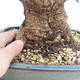 Kryty bonsai - Olea europaea sylvestris -Oliva Europejski mały liść PB220629 - 3/5