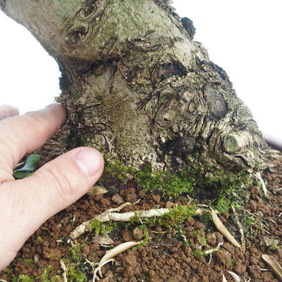 Kryty bonsai - Olea europaea sylvestris -Oliva Europejski mały liść PB220635 - 3