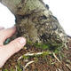 Kryty bonsai - Olea europaea sylvestris -Oliva Europejski mały liść PB220635 - 3/5