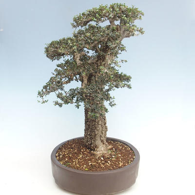 Kryty bonsai - Olea europaea sylvestris -Oliva Europejski mały liść PB220640 - 3