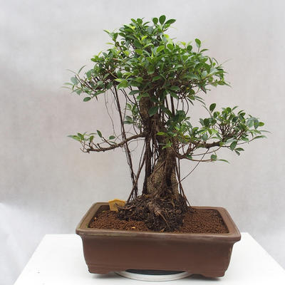 Pokój bonsai - Ficus retusa - mały ficus - 3