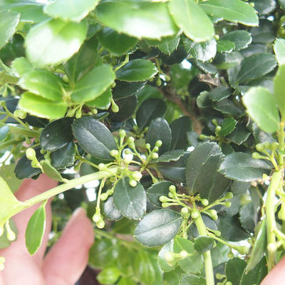 Kryty bonsai - Ilex crenata - Holly - 3
