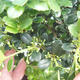 Kryty bonsai - Ilex crenata - Holly - 3/3