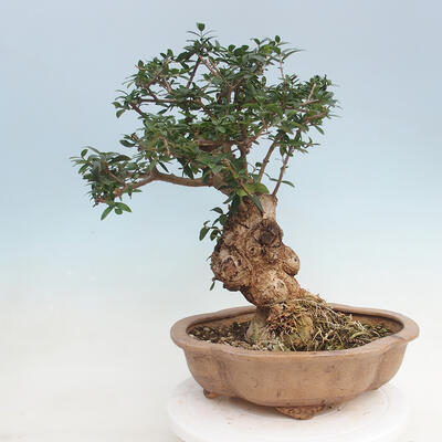 Kryte bonsai - Olea europaea sylvestris - Europejska oliwa z małych liści - 3