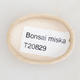 Mini miska bonsai 4,5 x 3,5 x 1,5 cm, kolor beżowy - 3/3