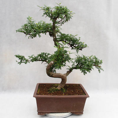 Kryty bonsai - Zantoxylum piperitum - Drzewo papryki PB2191201 - 3