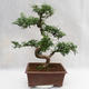 Kryty bonsai - Zantoxylum piperitum - Drzewo papryki PB2191201 - 3/5