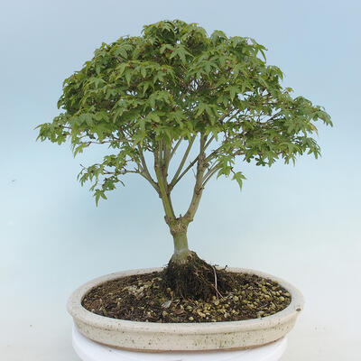 Acer palmatum KIOHIME - klon palmowy - 3