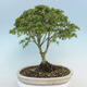 Acer palmatum KIOHIME - klon palmowy - 3/5