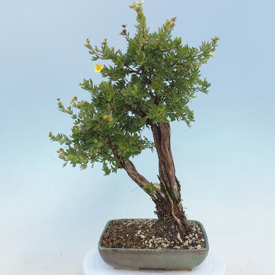 Outdoor bonsai-Pięciolistnik - Potentila fruticosa żółty - 3
