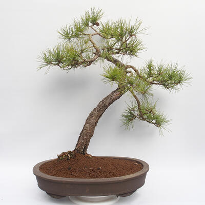 Bonsai ogrodowe - Pinus sylvestris - sosna zwyczajna - 3