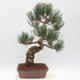 Outdoor bonsai - Pinus parviflora - Sosna biała - 3/4