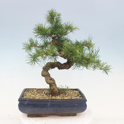 Outdoor bonsai -Larix decidua - Modrzew - 3