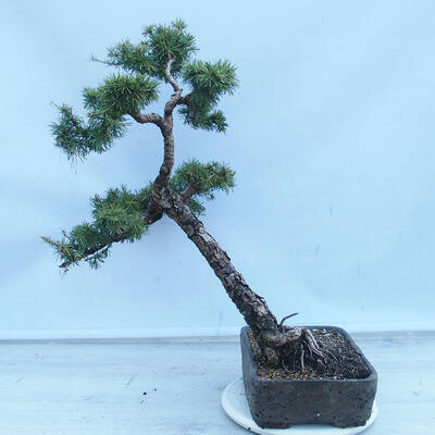 Outdoor bonsai -Larix decidua - Modrzew liściasty - 3