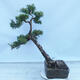 Outdoor bonsai -Larix decidua - Modrzew liściasty - 3/5