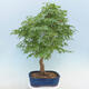 Acer palmatum - klon palmowy - 3/5