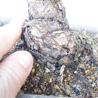 Pinus parviflora - Sosna drobnokwiatowa VB2020-137 - 3