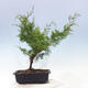 Outdoor bonsai - Juniperus chinensis Itoigawa-jałowiec chiński - 3/4