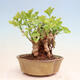 Outdoor bonsai - Ginkgo biloba - Ginkgo biloba - 3/4